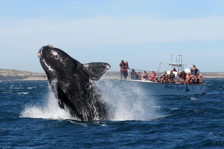 Ballenas
